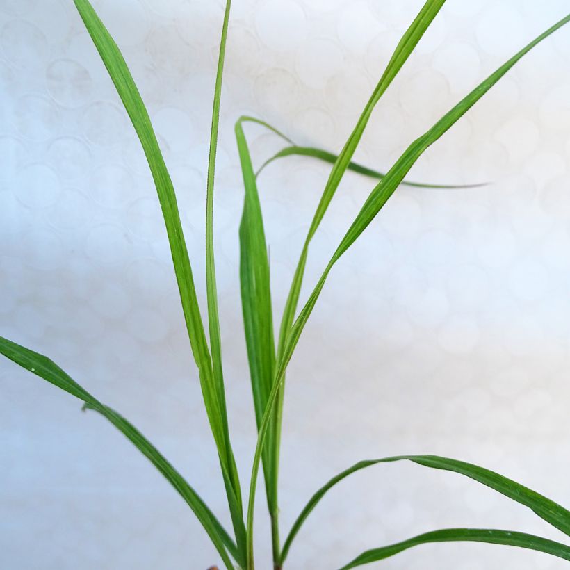 Miscanthus sinensis Emmanuel Lepage - Silvergrass (Foliage)