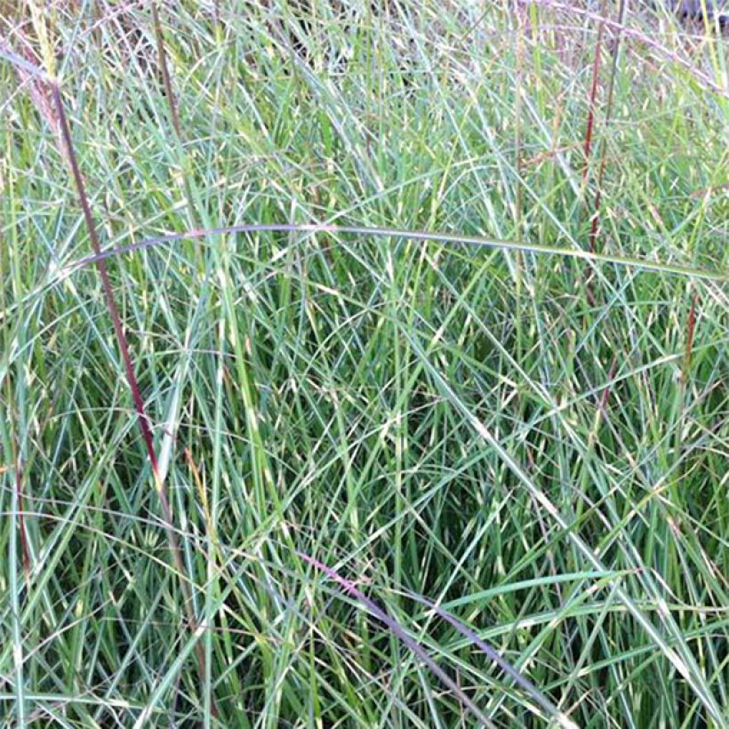 Miscanthus sinensis Etincelle - Silvergrass (Foliage)