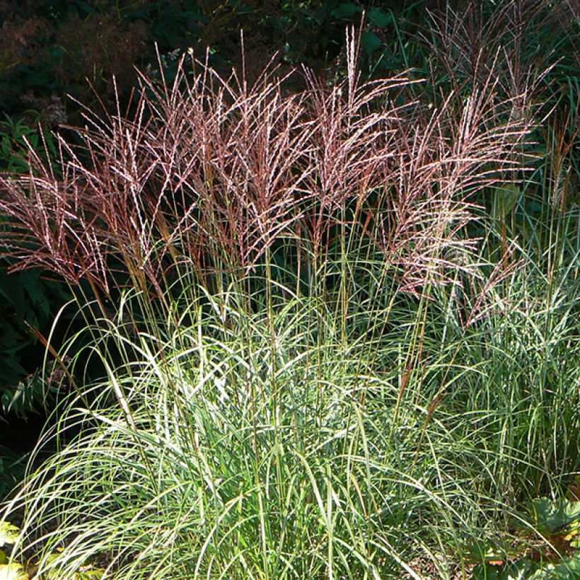 Miscanthus sinensis Ferner Osten - Silvergrass (Flowering)