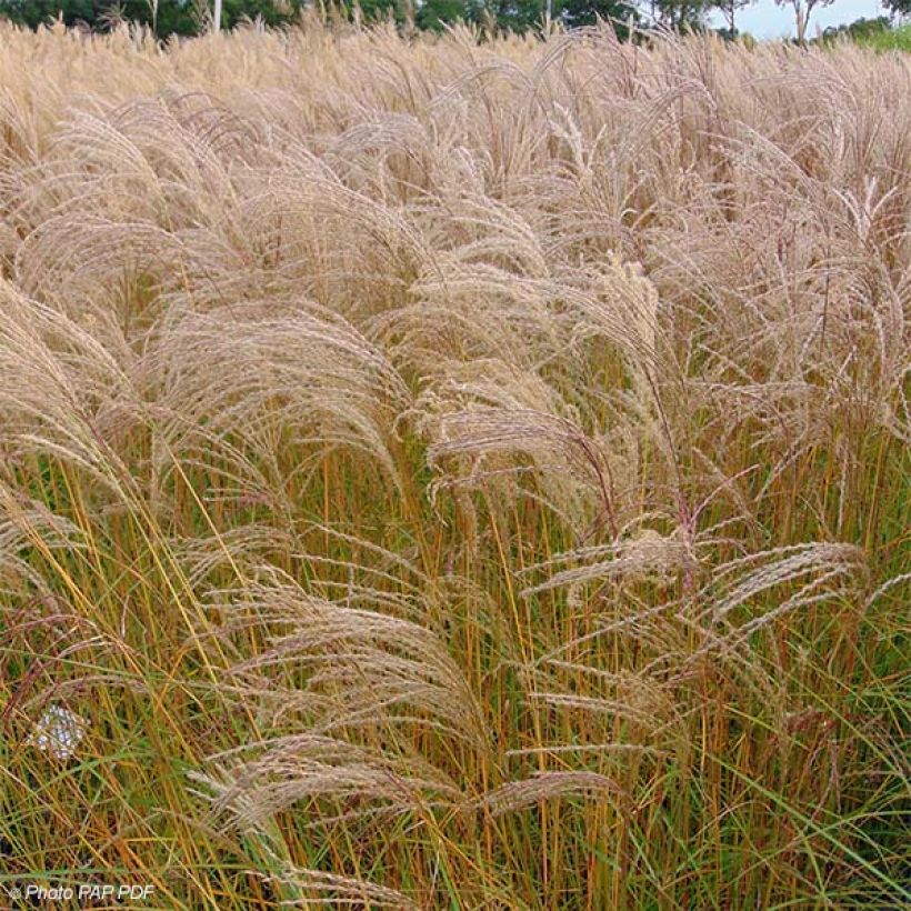 Miscanthus sinensis Flamingo - Silvergrass (Plant habit)