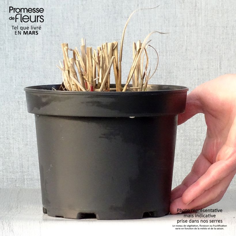 Miscanthus sinensis Flamingo - Silvergrass sample as delivered in spring