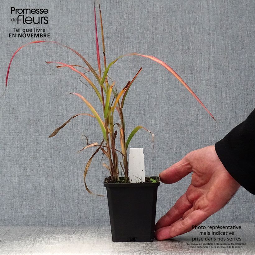 Miscanthus sinensis Ghana - Silvergrass 8/9 cm pot sample as delivered in autumn