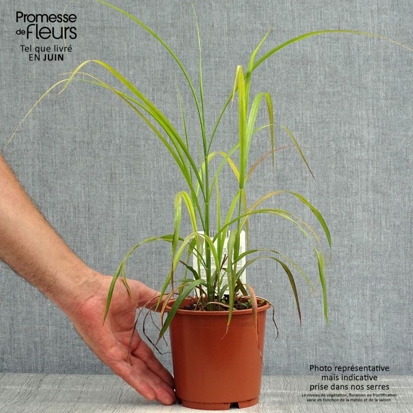 Miscanthus sinensis Ghana - Silvergrass 1L/1.5L pot sample as delivered in summer