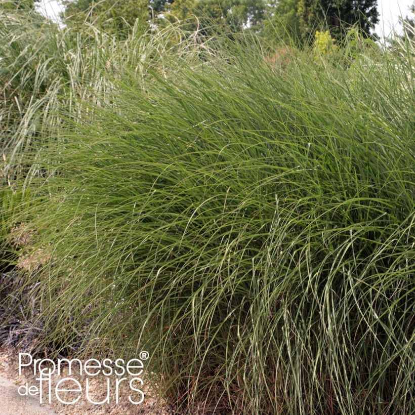 Miscanthus sinensis Gnome - Silvergrass (Plant habit)