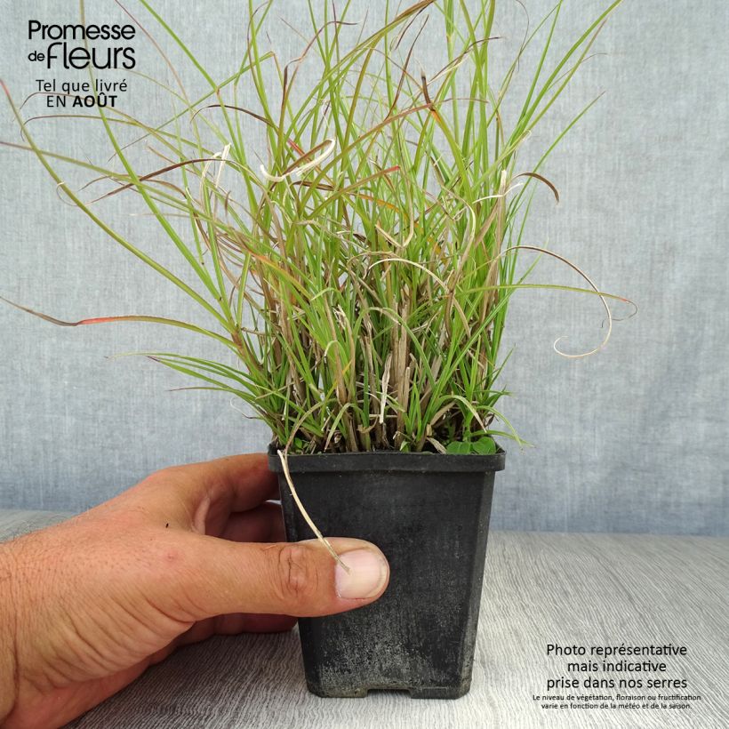 Miscanthus sinensis Gnome - Silvergrass 8/9 cm pot sample as delivered in summer