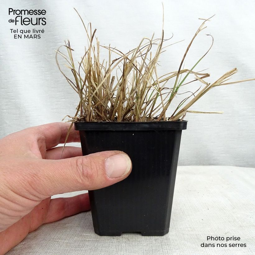 Miscanthus sinensis Gnome - Silvergrass sample as delivered in spring