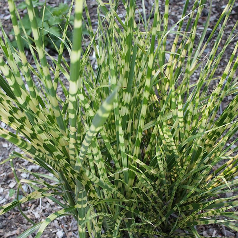 Miscanthus sinensis Gold Bar - Silvergrass (Foliage)