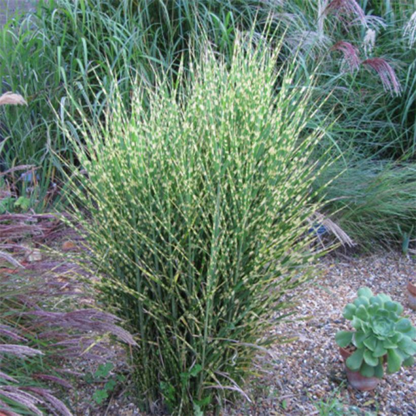 Miscanthus sinensis Gold Bar - Silvergrass (Plant habit)