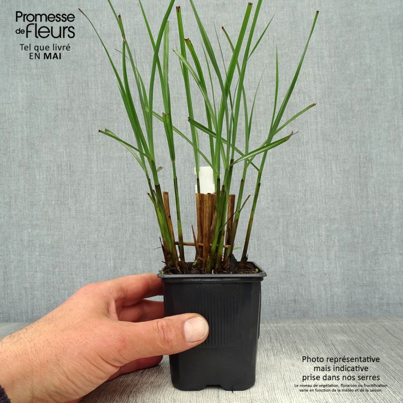 Miscanthus sinensis Gracillimus - Silvergrass sample as delivered in spring