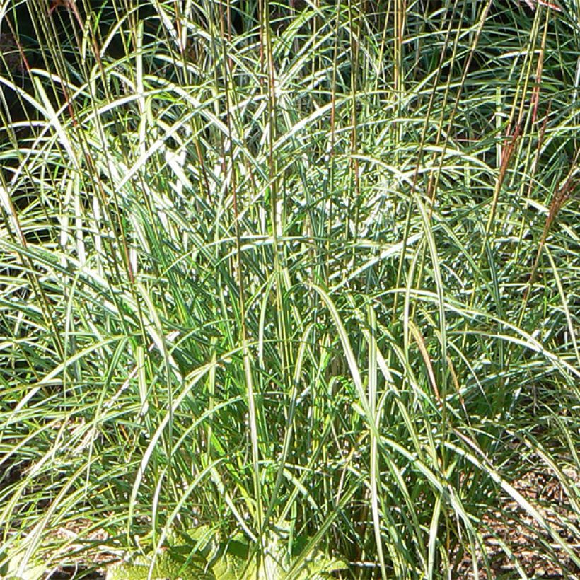 Miscanthus sinensis Graziella - Silvergrass (Foliage)