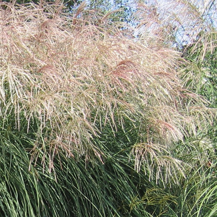 Miscanthus sinensis Graziella - Silvergrass (Flowering)