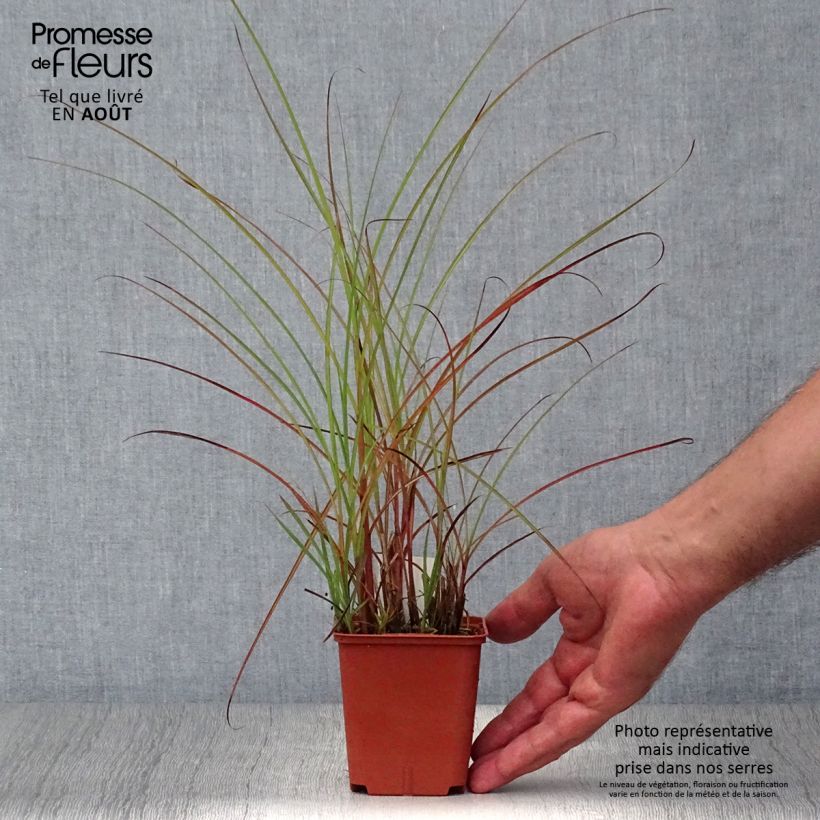 Miscanthus sinensis Graziella - Silvergrass 8/9 cm pot sample as delivered in summer