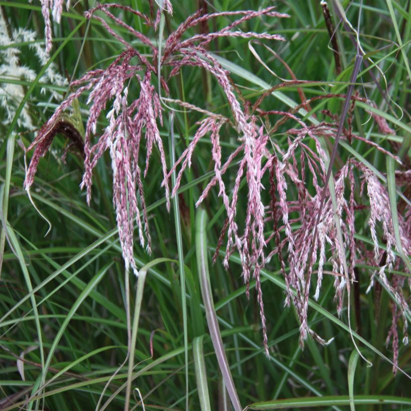 Miscanthus sinensis Kaskade - Silvergrass (Flowering)