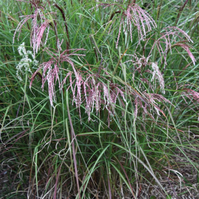 Miscanthus sinensis Kaskade - Silvergrass (Plant habit)
