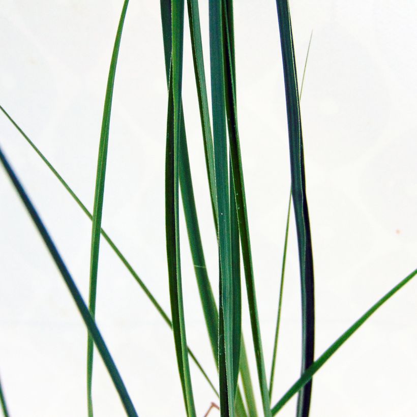 Miscanthus sinensis 'Kleine Fontäne' (Petite Fontaine) (Foliage)