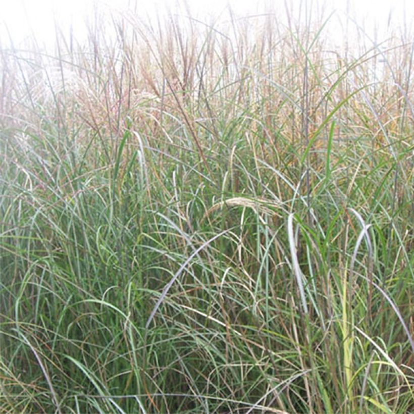 Miscanthus sinensis Kleine Silberspinne - Silvergrass (Foliage)