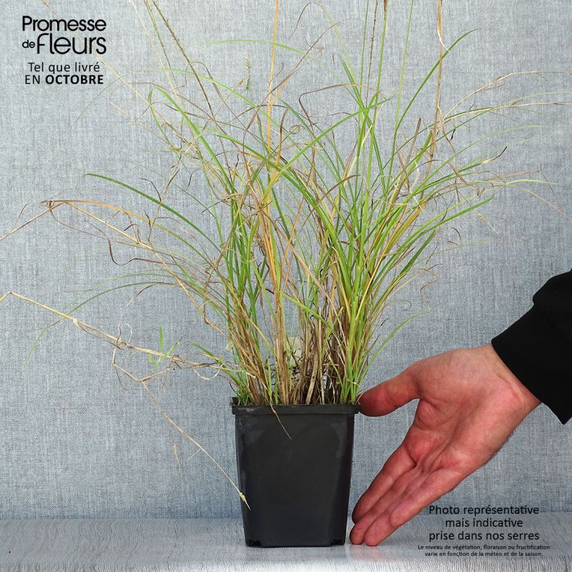 Miscanthus sinensis Kleine Silberspinne - Silvergrass 8/9 cm pot sample as delivered in autumn