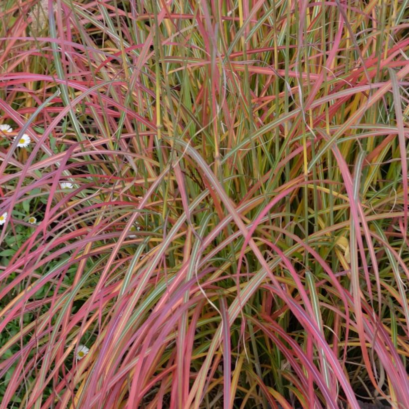 Miscanthus sinensis Little Miss - Silvergrass (Foliage)