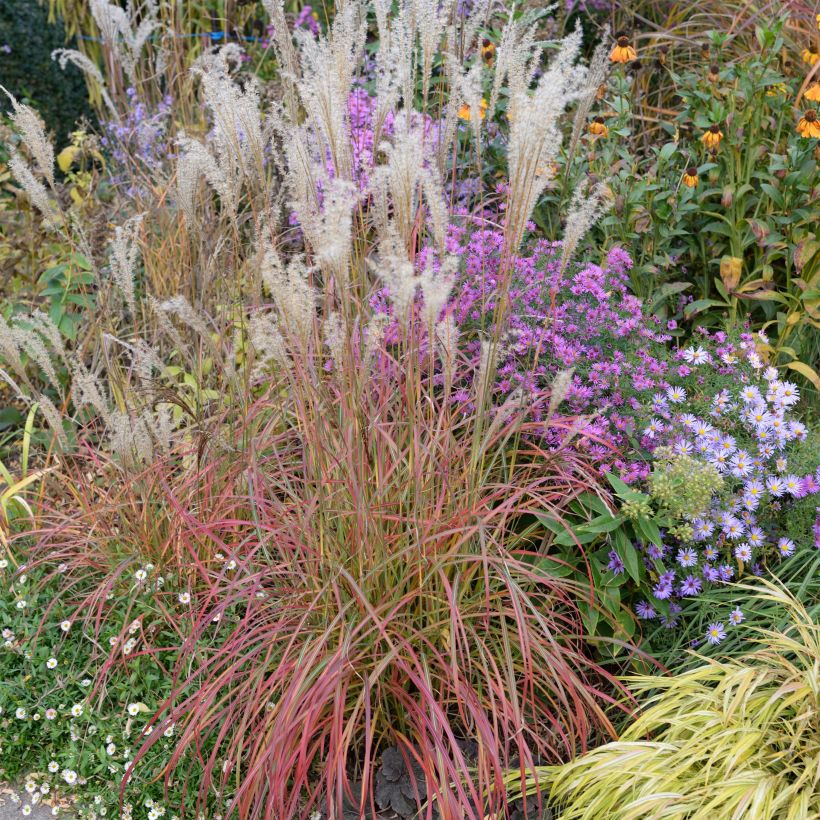 Miscanthus sinensis Little Miss - Silvergrass (Plant habit)