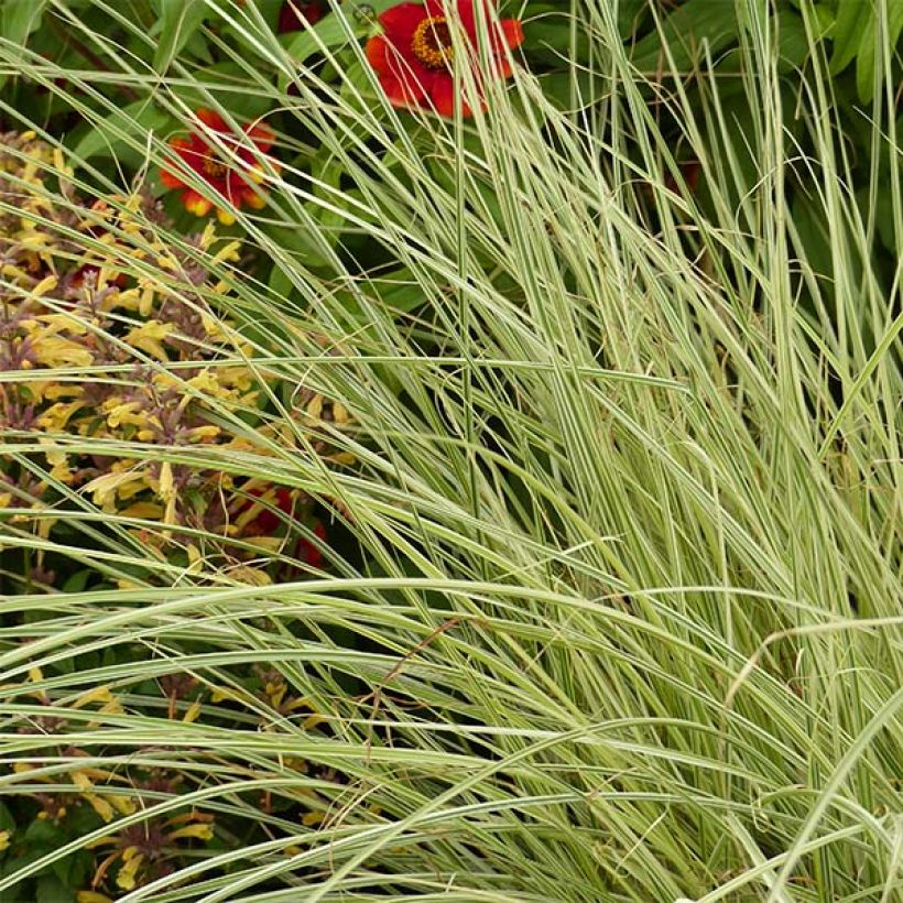 Miscanthus sinensis Morning Bright - Silvergrass (Foliage)