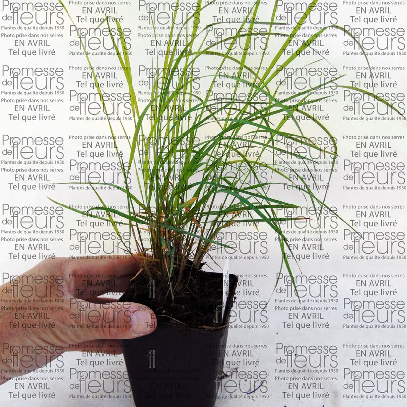 Example of Miscanthus sinensis Morning Bright - Silvergrass specimen as delivered