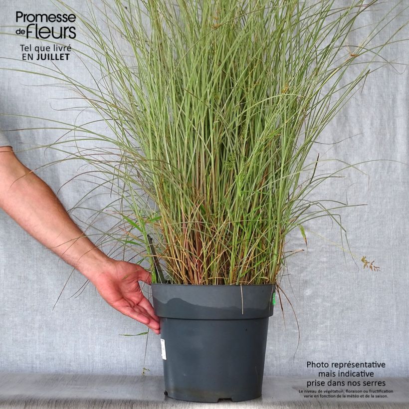 Miscanthus sinensis Morning Light - Silvergrass 7.5L/10L pot sample as delivered in summer