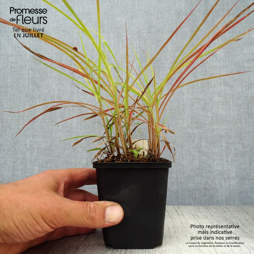 Miscanthus sinensis Nippon - Silvergrass 8/9 cm pot sample as delivered in summer