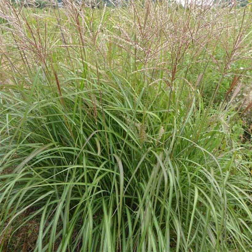 Miscanthus sinensis Purple Fall - Silvergrass (Foliage)