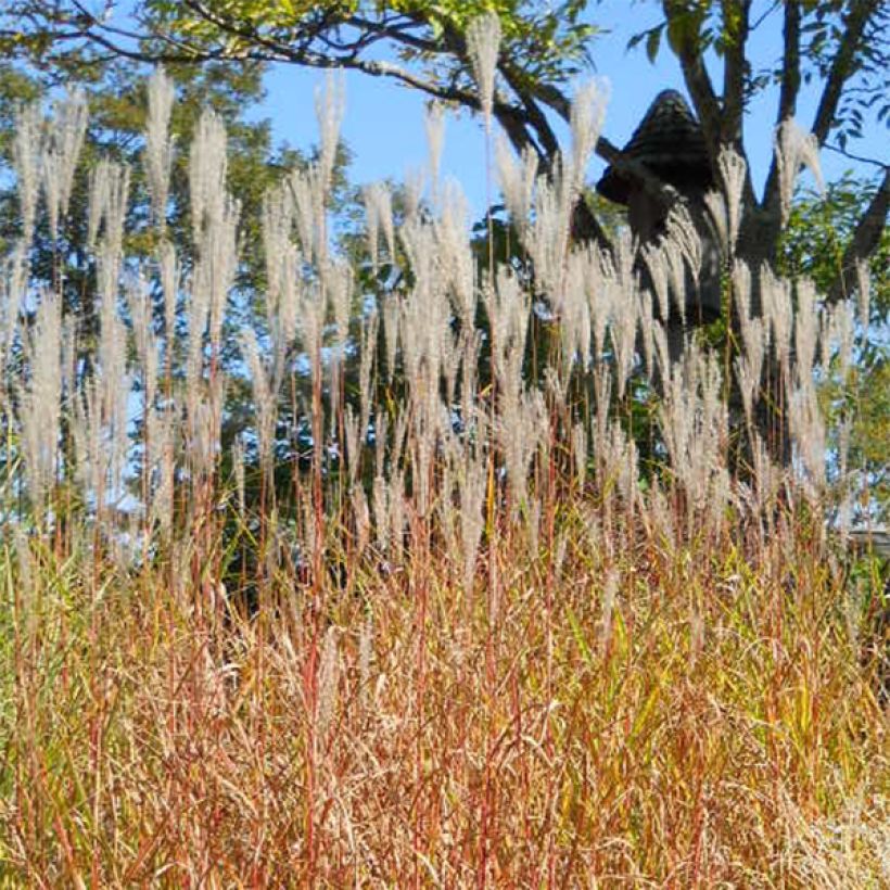 Miscanthus sinensis Purpurascens - Silvergrass (Plant habit)