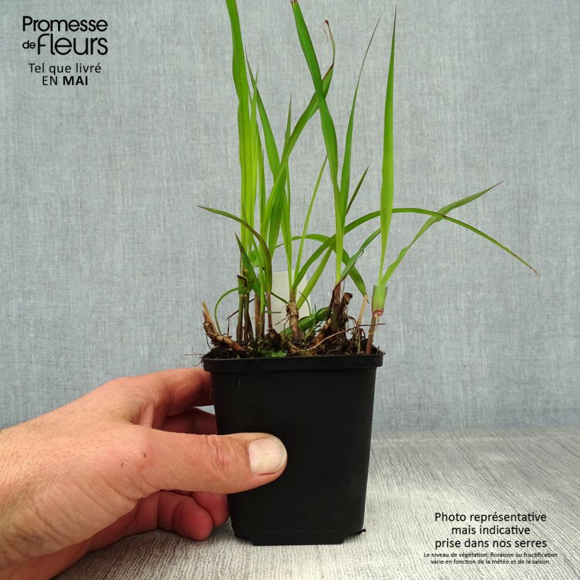 Miscanthus sinensis Purpurascens - Silvergrass sample as delivered in spring