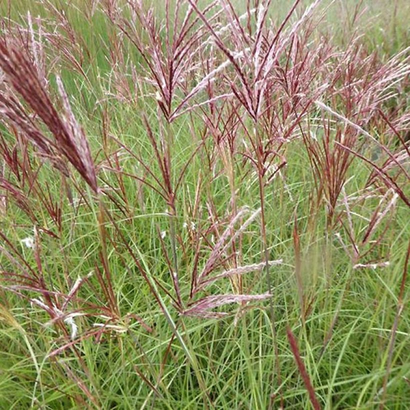 Miscanthus sinensis Red Chief - Silvergrass (Flowering)