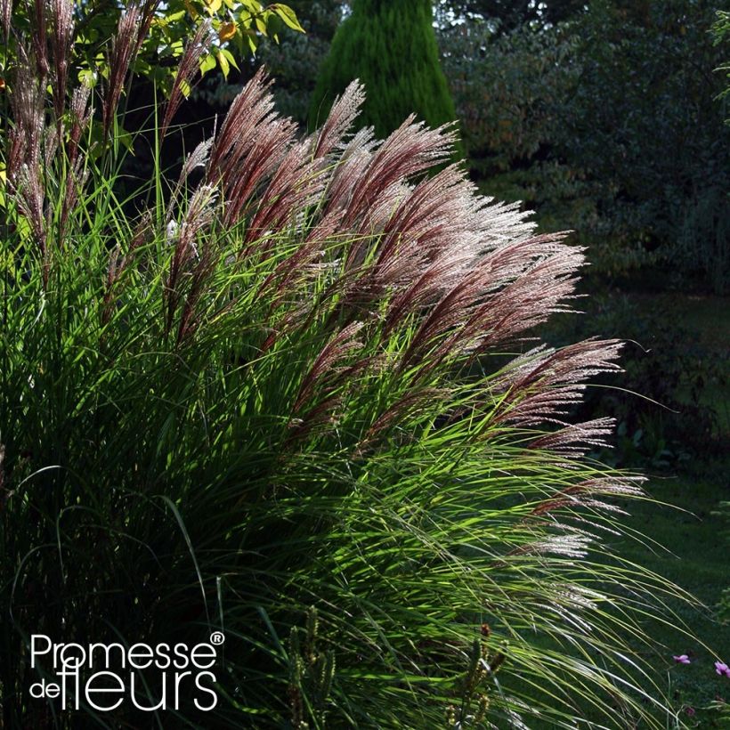 Miscanthus sinensis Red Chief - Silvergrass (Plant habit)