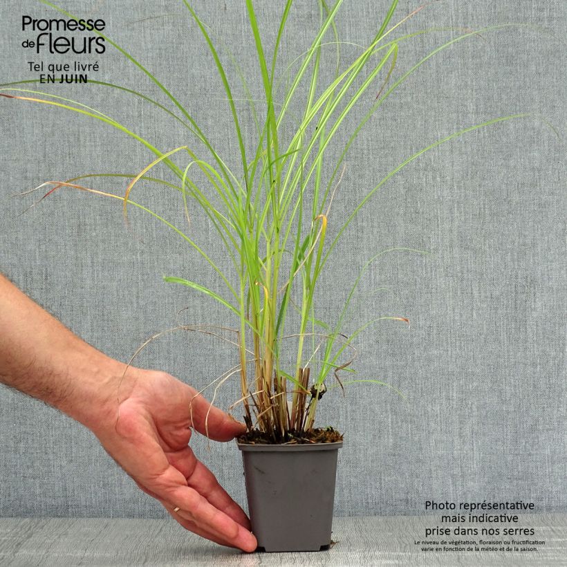 Miscanthus sinensis Red Chief - Silvergrass 8/9 cm pot sample as delivered in summer
