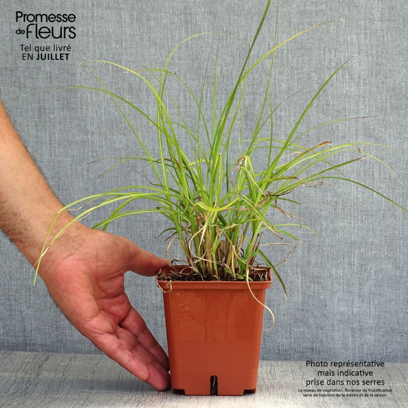 Miscanthus sinensis Red Chief - Silvergrass 1.5L/2L pot sample as delivered in summer