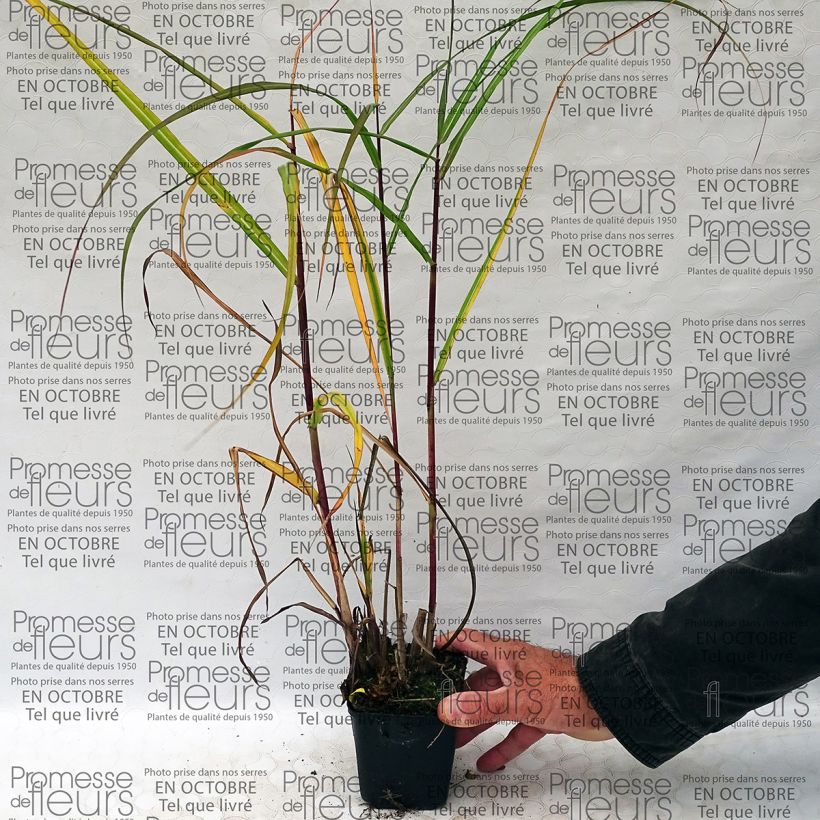 Example of Miscanthus sinensis Roland - Silvergrass 8/9 cm pot specimen as delivered