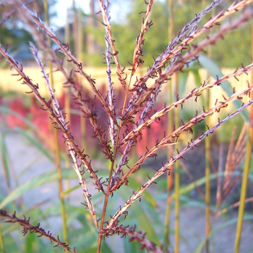 Miscanthus sinensis Rotsilber - Silvergrass (Flowering)