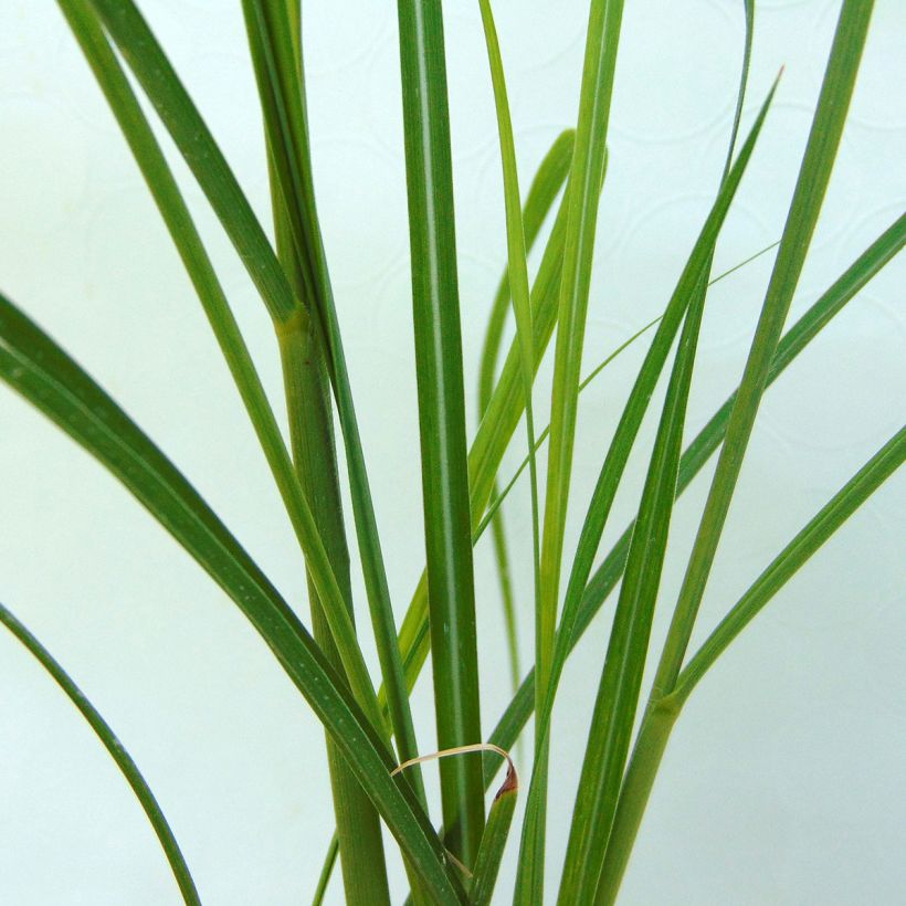 Miscanthus sinensis Rotsilber - Silvergrass (Foliage)