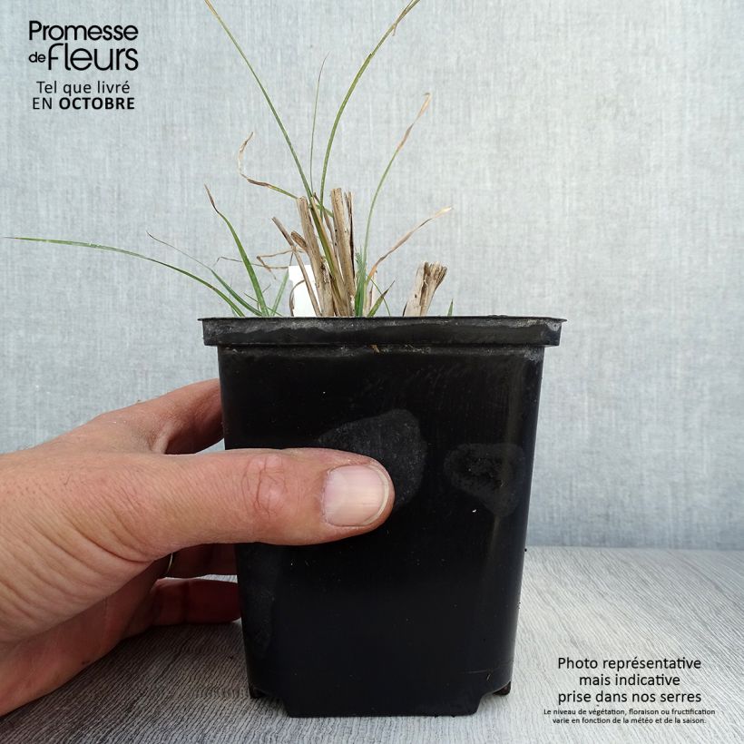 Miscanthus sinensis Rotsilber - Silvergrass 8/9 cm pot sample as delivered in autumn