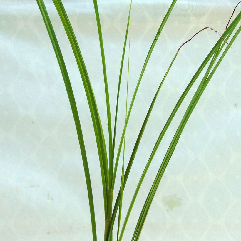 Miscanthus sinensis Sarabande - Silvergrass (Foliage)