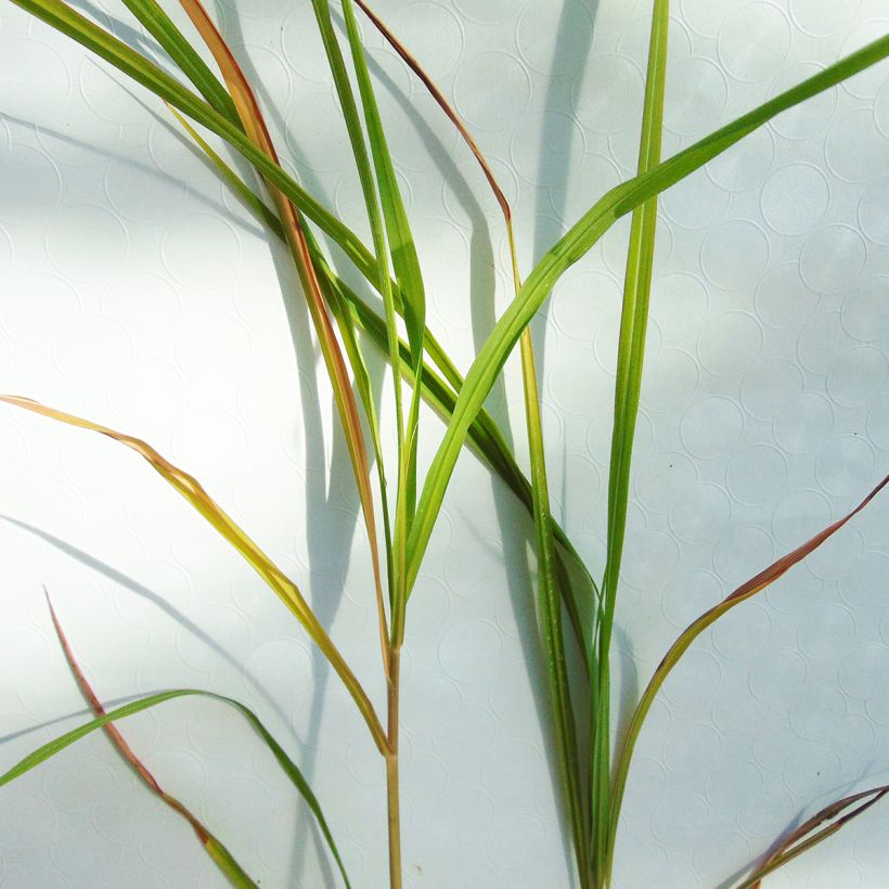 Miscanthus sinensis Silberfeder - Silvergrass (Foliage)