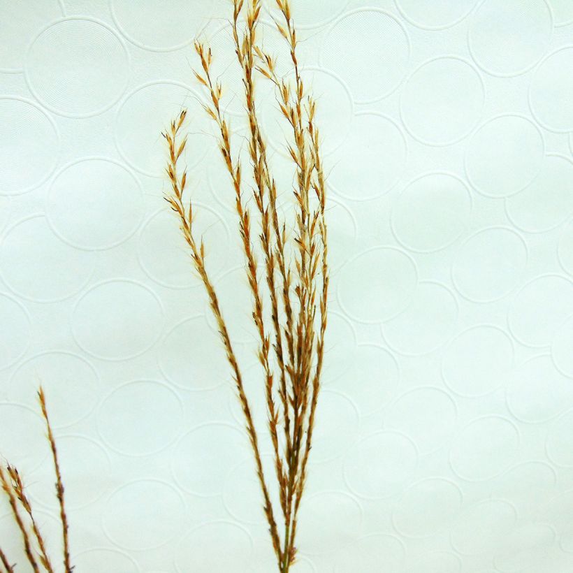 Miscanthus sinensis Sirene - Silvergrass (Flowering)