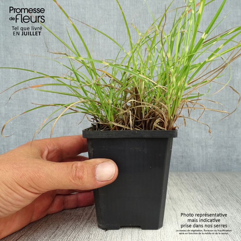 Miscanthus sinensis Strictus Dwarf - Silvergrass 8/9 cm pot sample as delivered in summer