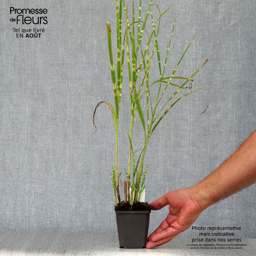Miscanthus sinensis Strictus - Silvergrass 8/9 cm pot sample as delivered in summer