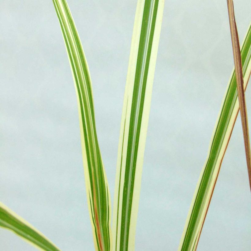 Miscanthus sinensis Variegatus (Foliage)