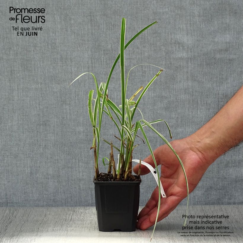 Miscanthus sinensis Variegatus 2L/3L pot sample as delivered in summer