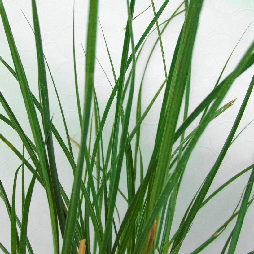 Miscanthus sinensis Yaku-Jima - Silvergrass (Foliage)