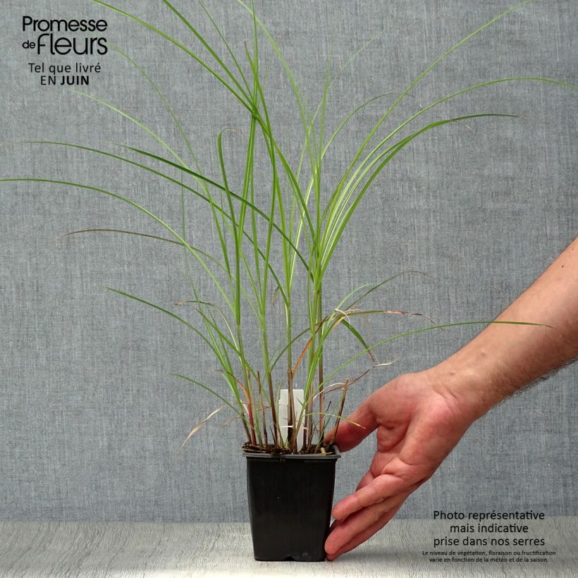 Miscanthus sinensis Yaku-Jima - Silvergrass 8/9 cm pot sample as delivered in summer