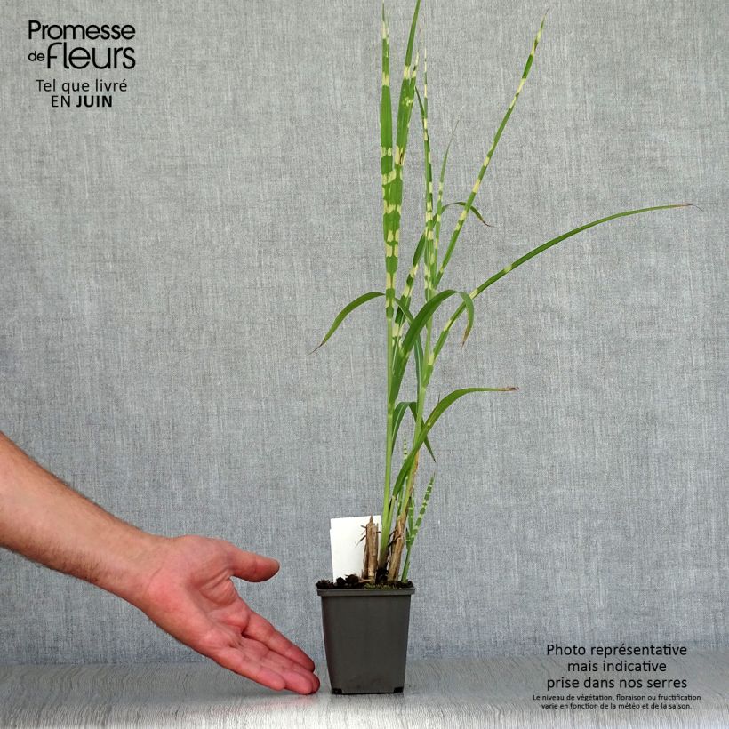 Miscanthus sinensis Zebrinus - Silvergrass 8/9 cm pot sample as delivered in summer
