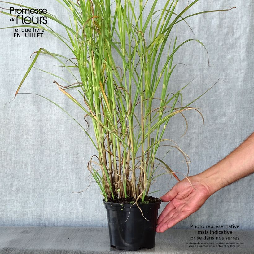 Miscanthus sinensis Zebrinus - Silvergrass 2L/3L pot sample as delivered in summer