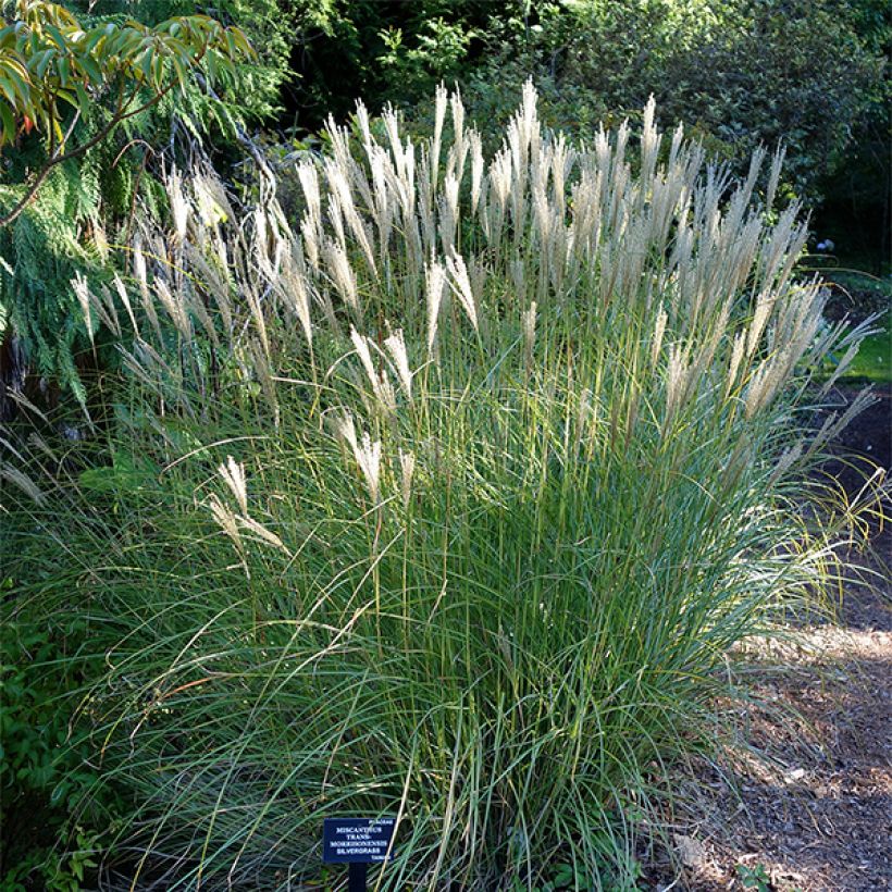 Miscanthus transmorrisonensis (Plant habit)